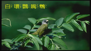 白環鸚嘴鵯縮圖