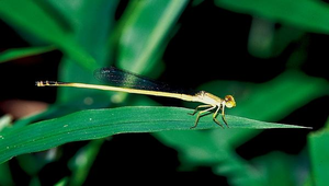 D-059-眛影細蟌(雄)縮圖