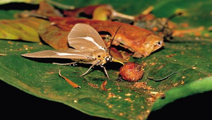 J-074-圓端擬燈夜蛾縮圖