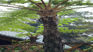 筆筒樹縮圖