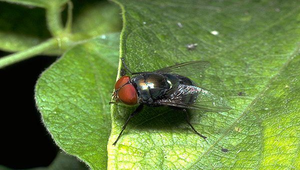 D-167-大頭麗蠅縮圖