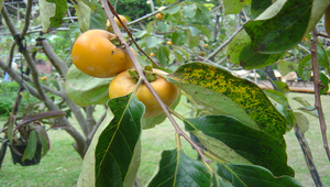 紅柿樹與柿子縮圖