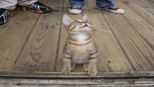 好奇的貓之照片縮圖