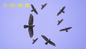 灰面鵟鷹20-2龍捲風縮圖