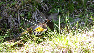 金翼白眉-資源代表圖