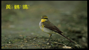 data\1093縮圖