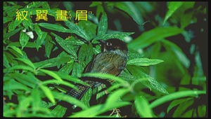 紋翼畫眉1縮圖