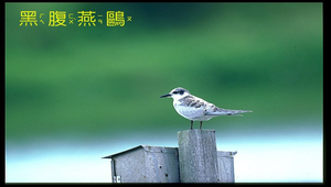 黑腹燕鷗冬縮圖