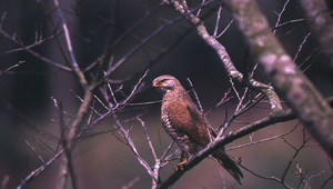 灰面鵟鷹14縮圖