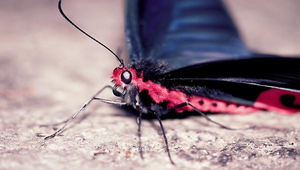 J-007-曙鳳蝶(雄)縮圖