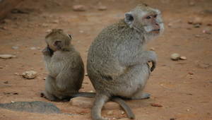 動物園的猴子縮圖