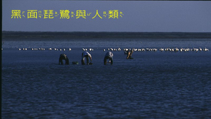 黑面琵鷺與人縮圖