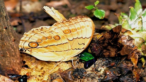 J-064-環紋蝶(雄)縮圖