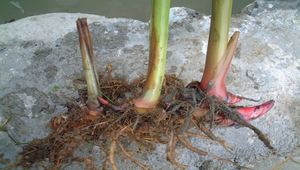 野薑花的塊莖縮圖