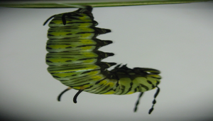 樺斑蝶的前蛹縮圖