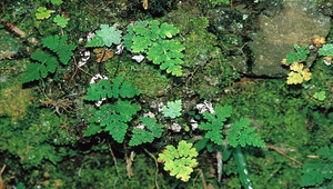 O-056-台灣粉背蕨縮圖