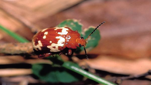 D-103-白紋大金花蟲縮圖