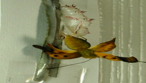 紅擬豹斑蝶羽化之3縮圖