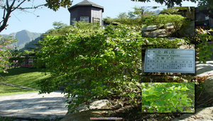 金露花縮圖