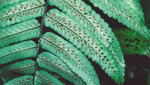 O-088-史氏鱗毛蕨孢子囊群縮圖