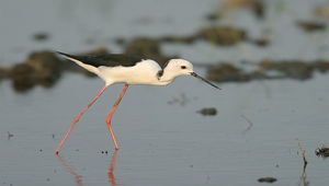 高蹺行鳥26縮圖
