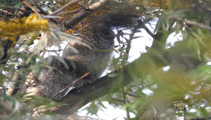 領角鴞2幼鳥縮圖