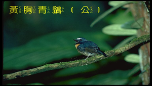 黃胸青鶲1-資源代表圖