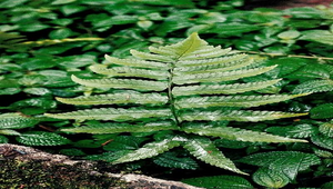 O-087-史氏麟毛蕨縮圖