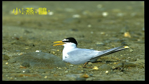 小燕鷗孵卵縮圖