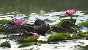 鳥類動物縮圖