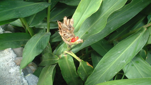 野薑花的果實與種子02縮圖