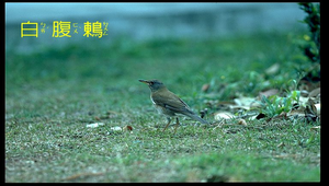 白腹鶇縮圖