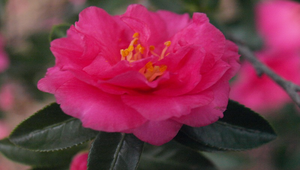 茶花縮圖