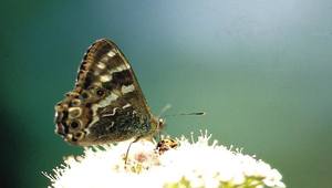 J-043-玉山蔭蝶縮圖