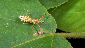 D-015-齒緣刺獵椿象縮圖