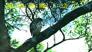 鳳頭蒼鷹1