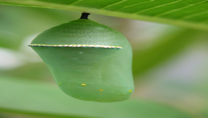 樺斑蝶的蛹縮圖