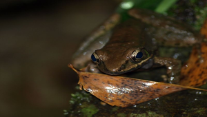 斯文豪氏赤蛙縮圖