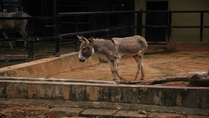 動物園的驢子縮圖