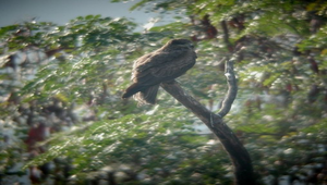 老鷹16棲停縮圖