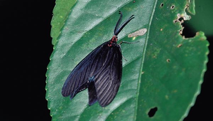 J-096-鳳斑蛾縮圖