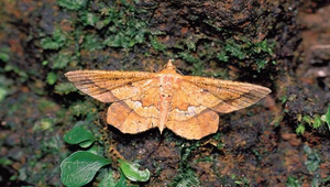 J-080-破緣卡尺蛾縮圖