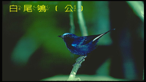 白尾鴝2縮圖