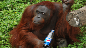 動物園的猩猩縮圖