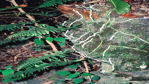 O-002-臺灣水龍骨縮圖