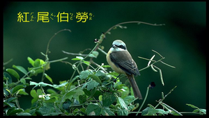 紅尾伯勞1縮圖