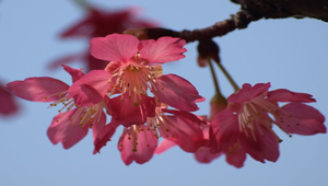 m_P2123135-1縮圖