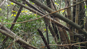 莿竹1縮圖