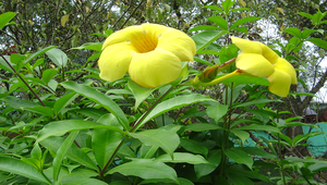 軟枝黃蟬的花縮圖