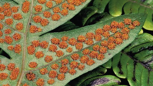 O-094-槲蕨之孢子囊群縮圖